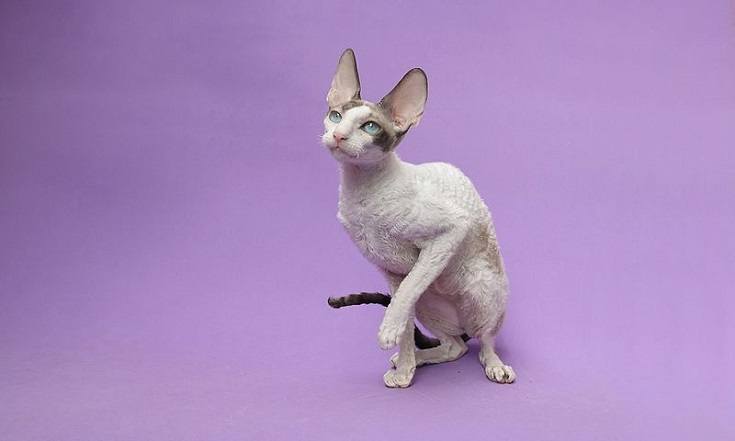 Cornish Rex