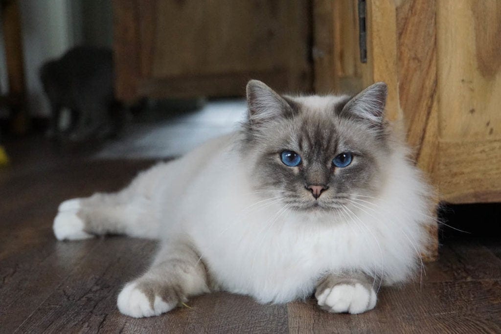 Birman cat on the floor