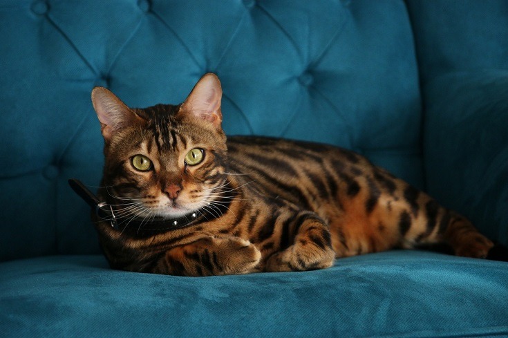 Brown Bengal Cat