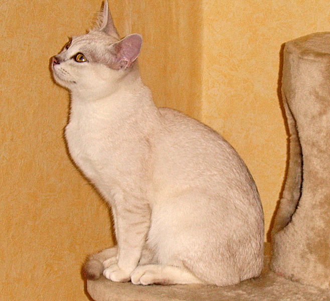 Burmilla cat