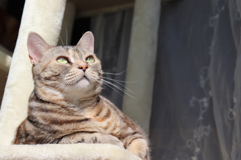 Cat American shorthair