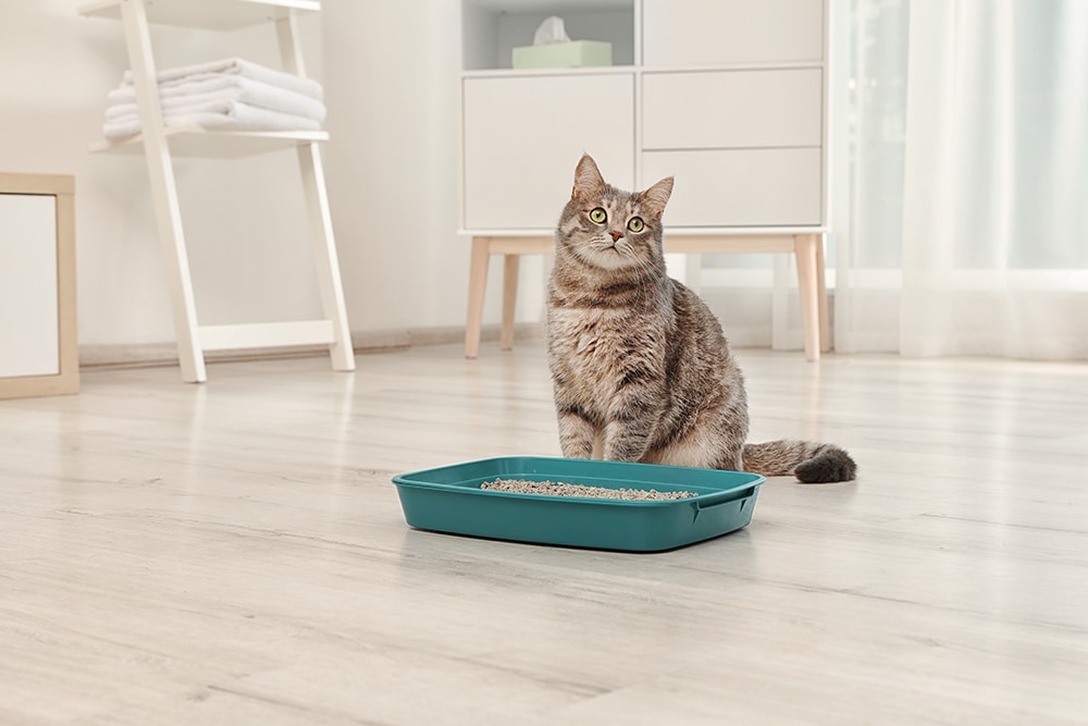 Cat near litter box_New Africa_Shutterstock