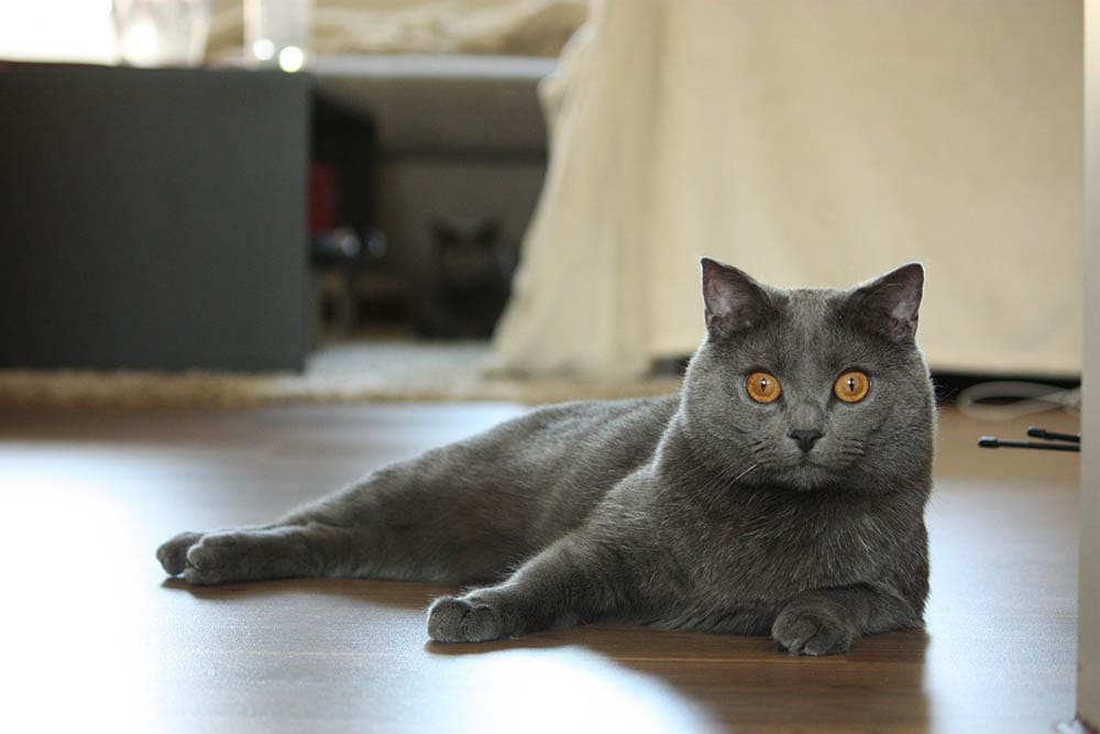 Chartreux_Lucas Bouillon_Pixabay