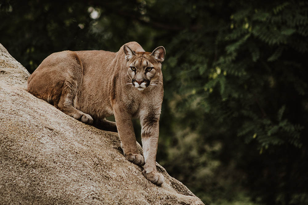 Cougar on brown rock formation_Priscilla Du Preez_Unsplash