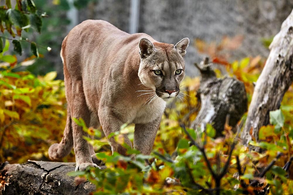 Cougar_Evgeniyqw_Shutterstock