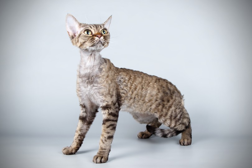 Devon Rex cat