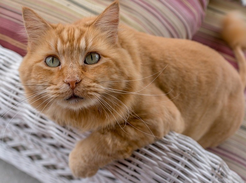 Maine Coon