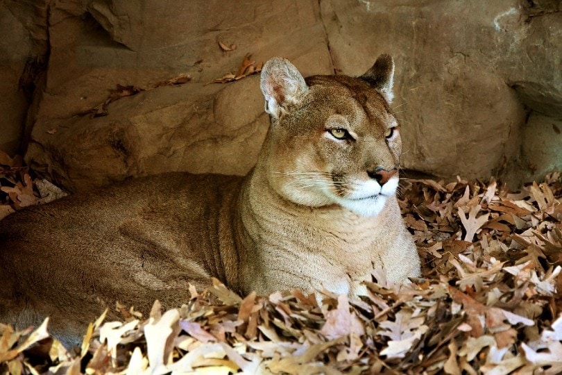 Mountain Lion