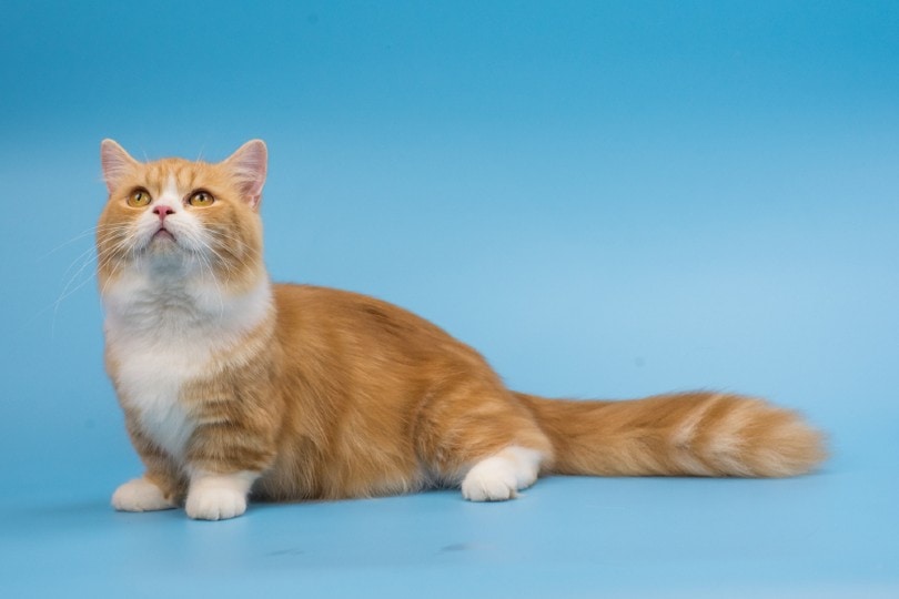 Munchkin cat