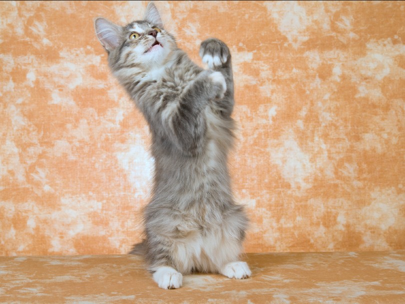 Norwegian Forest Cat blue cream