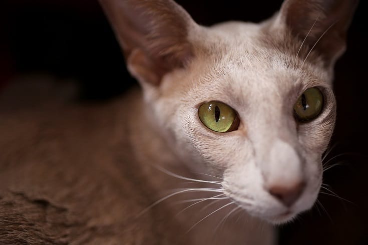 Oriental Shorthair