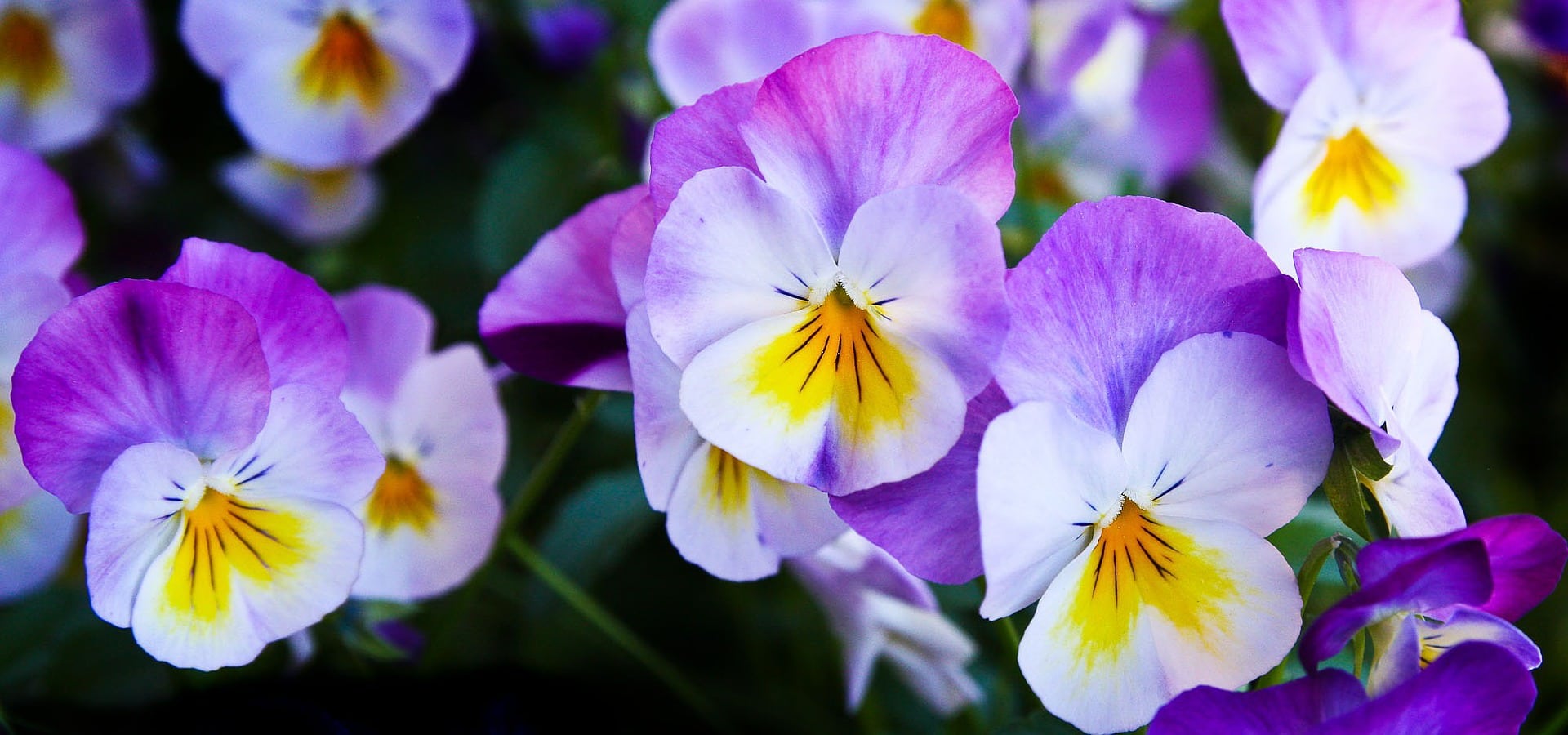 Pansies