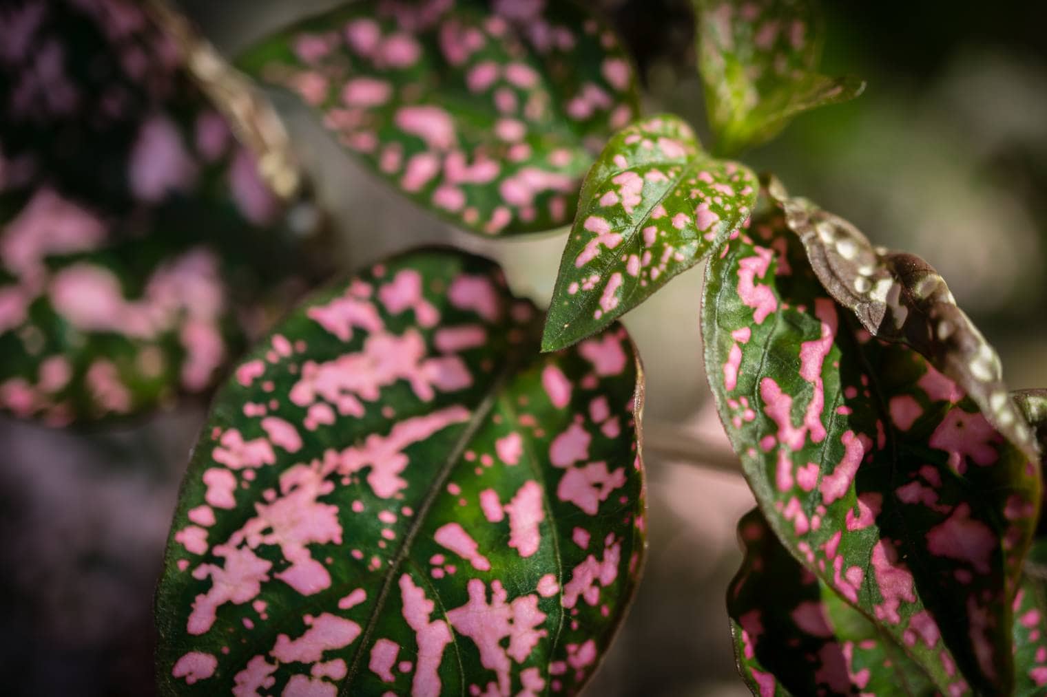 Polka Dot Plant