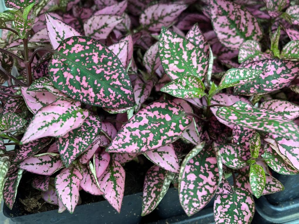 Polka Dot Plant