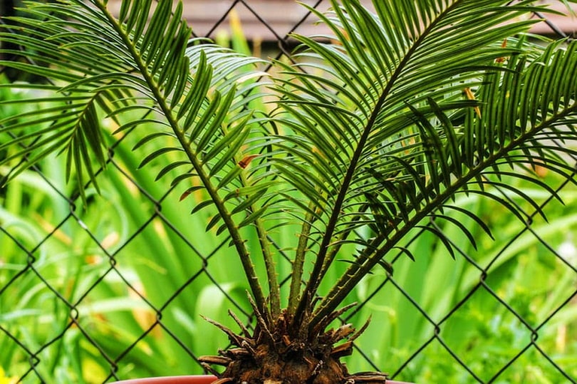 Sago palm plant