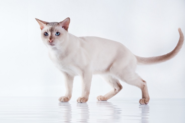 Tonkinese cat