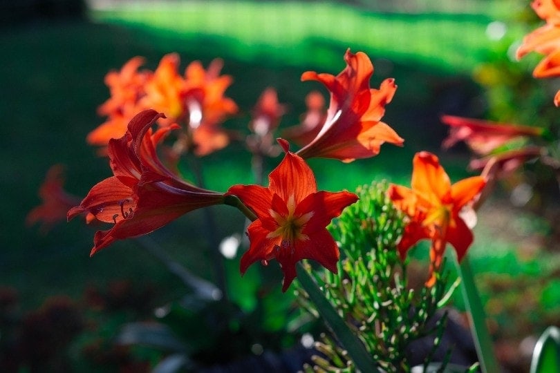 beautiful amaryllis plant in the garden