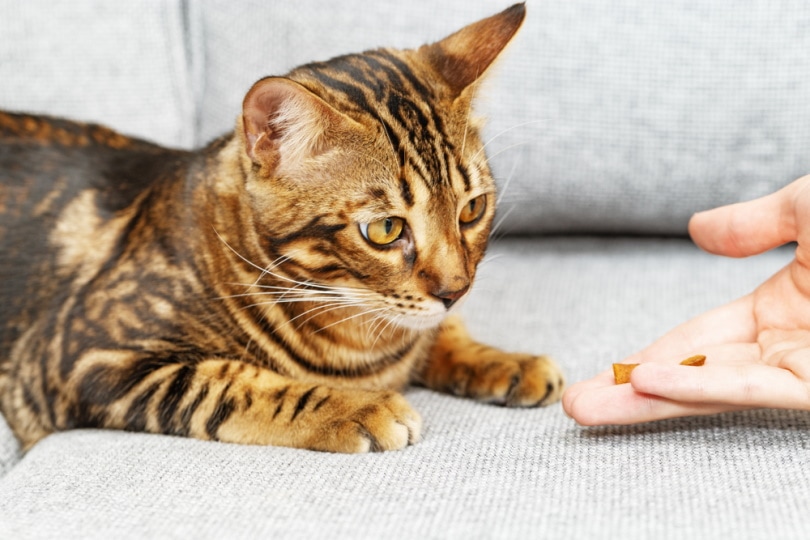 bengal cat having treats