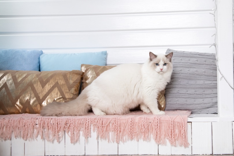 blue eyed ragdoll cat