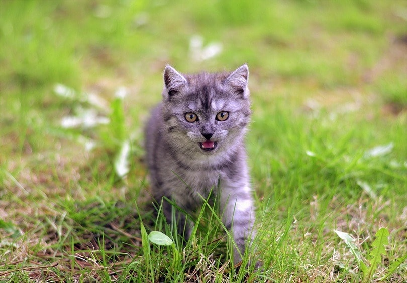 Exotic Shorthair Cat Breed Info