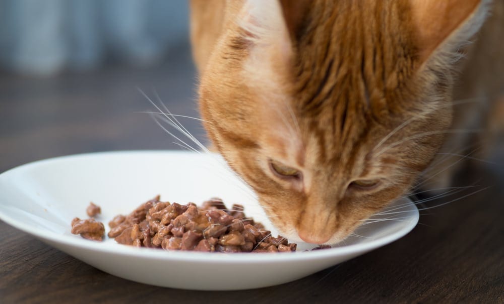 cat eating beef