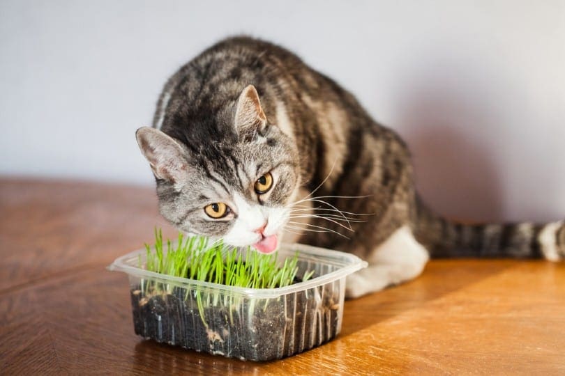 cat eating catnip