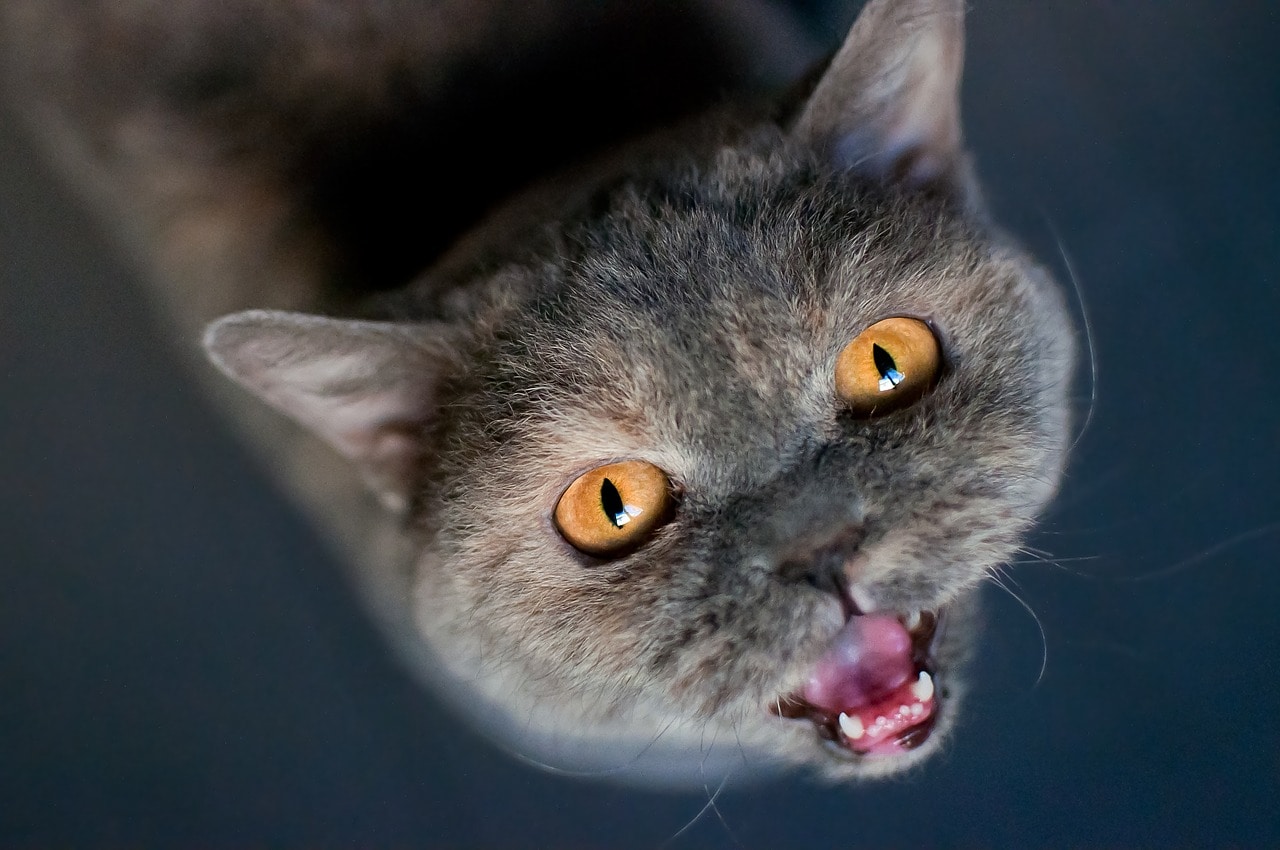 cat meowing close up