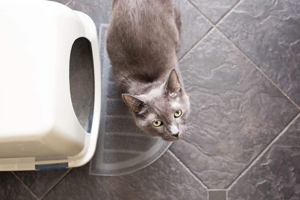 cat outside the litter box