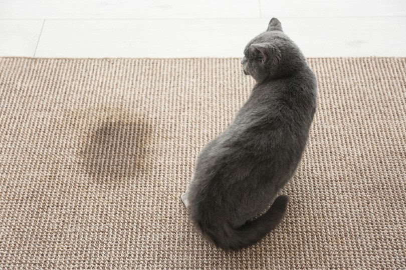 cat pee on carpet