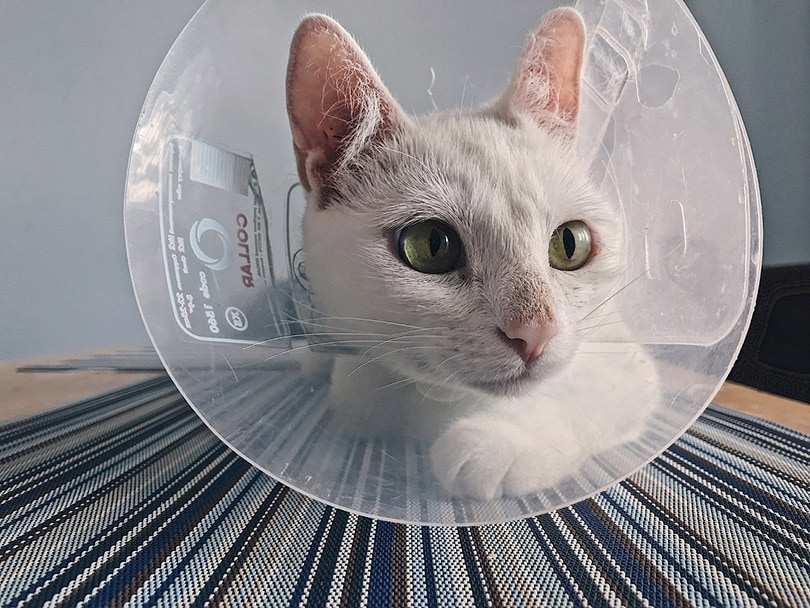 cat wearing elizabethan collar