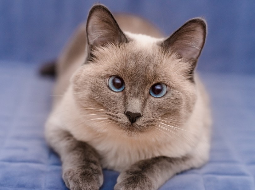 colorpoint shorthair cat