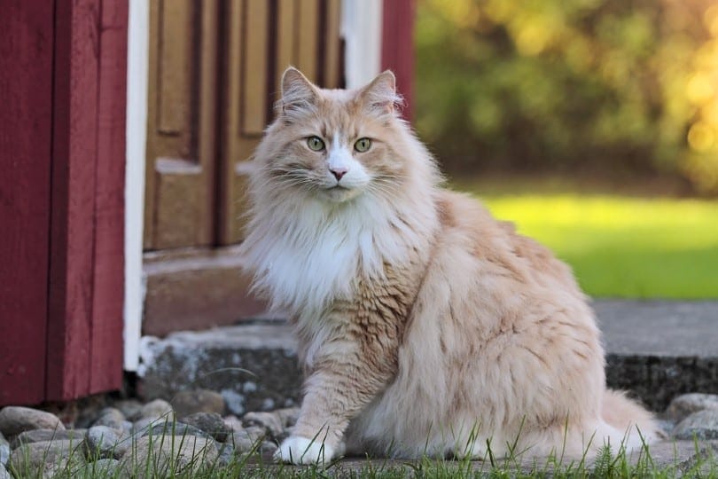 cream smoke Norwegian forest cat