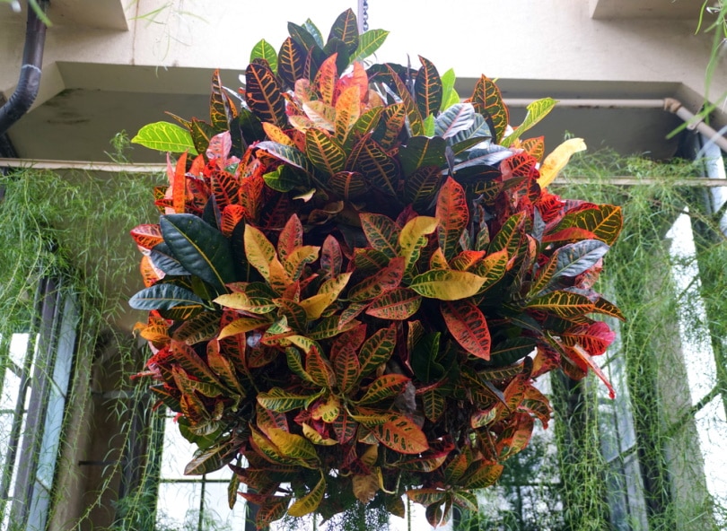 croton plant in hanging pot