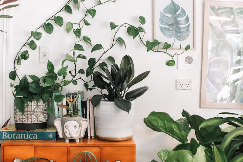 dedicated plant room to keep away from cats