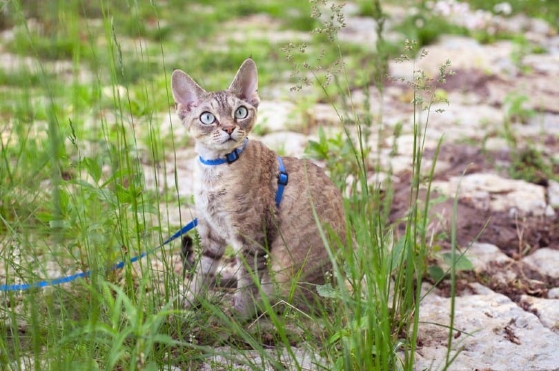 devon rex cat is walking in the garden