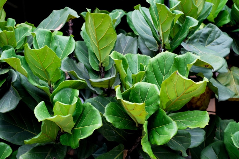 fiddle leaf fig