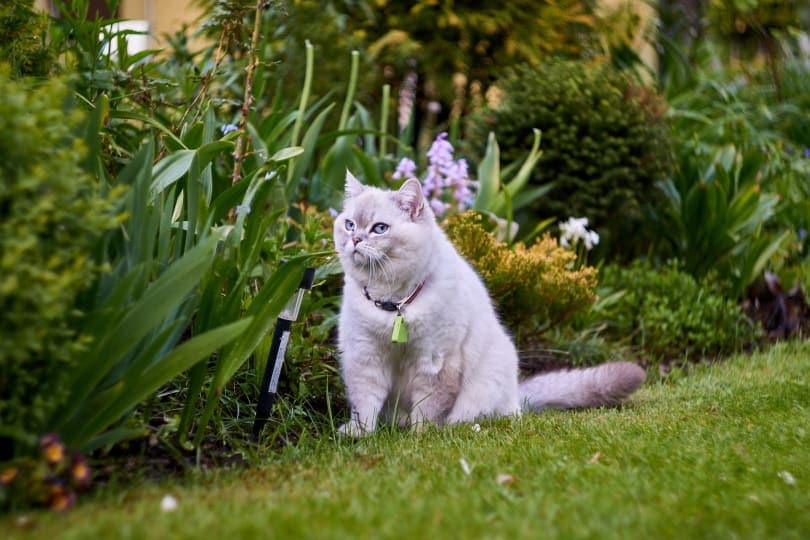 Cat in garden