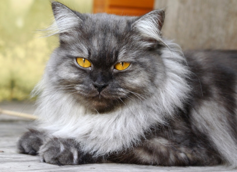 grey persian cat