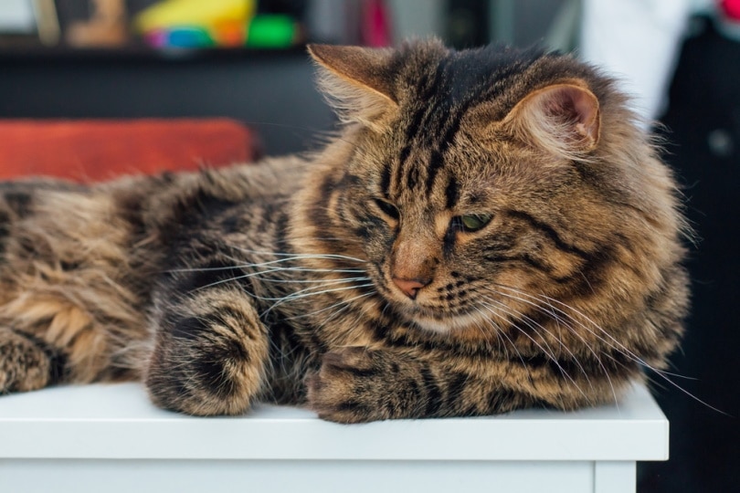 long haired charcoal bengal cat