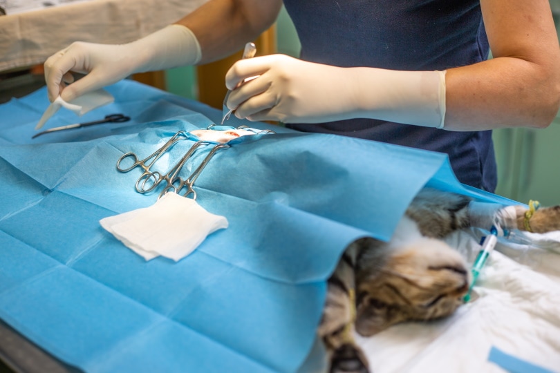 neutering cat on a vet