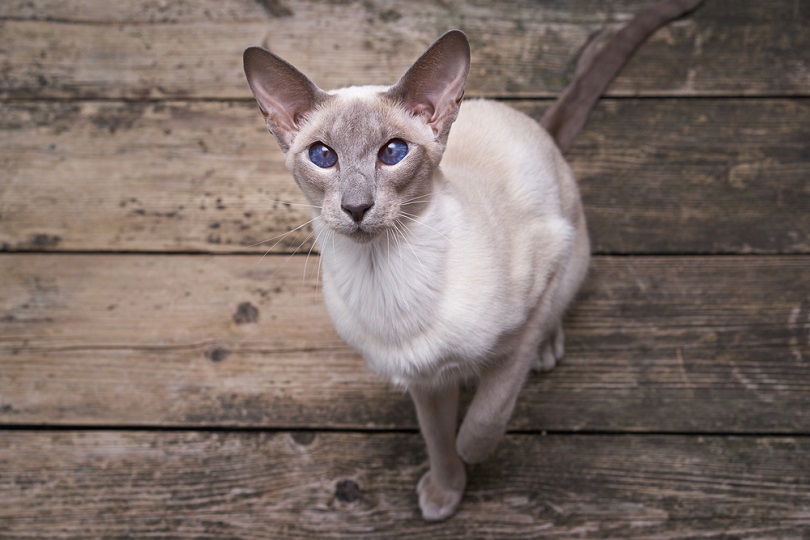 oriental shorthair cat