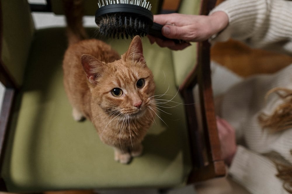 person brushing an orange cat