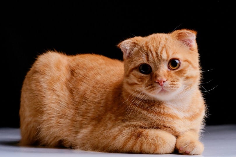 red cat breed Scottish fold_Alexander Sobol_shutterstock