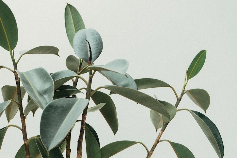 rubber plant leaves against white background