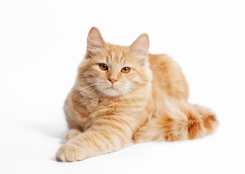 siberian kitten_dien_shutterstock