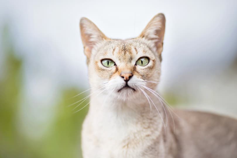 singapura cat outdoors