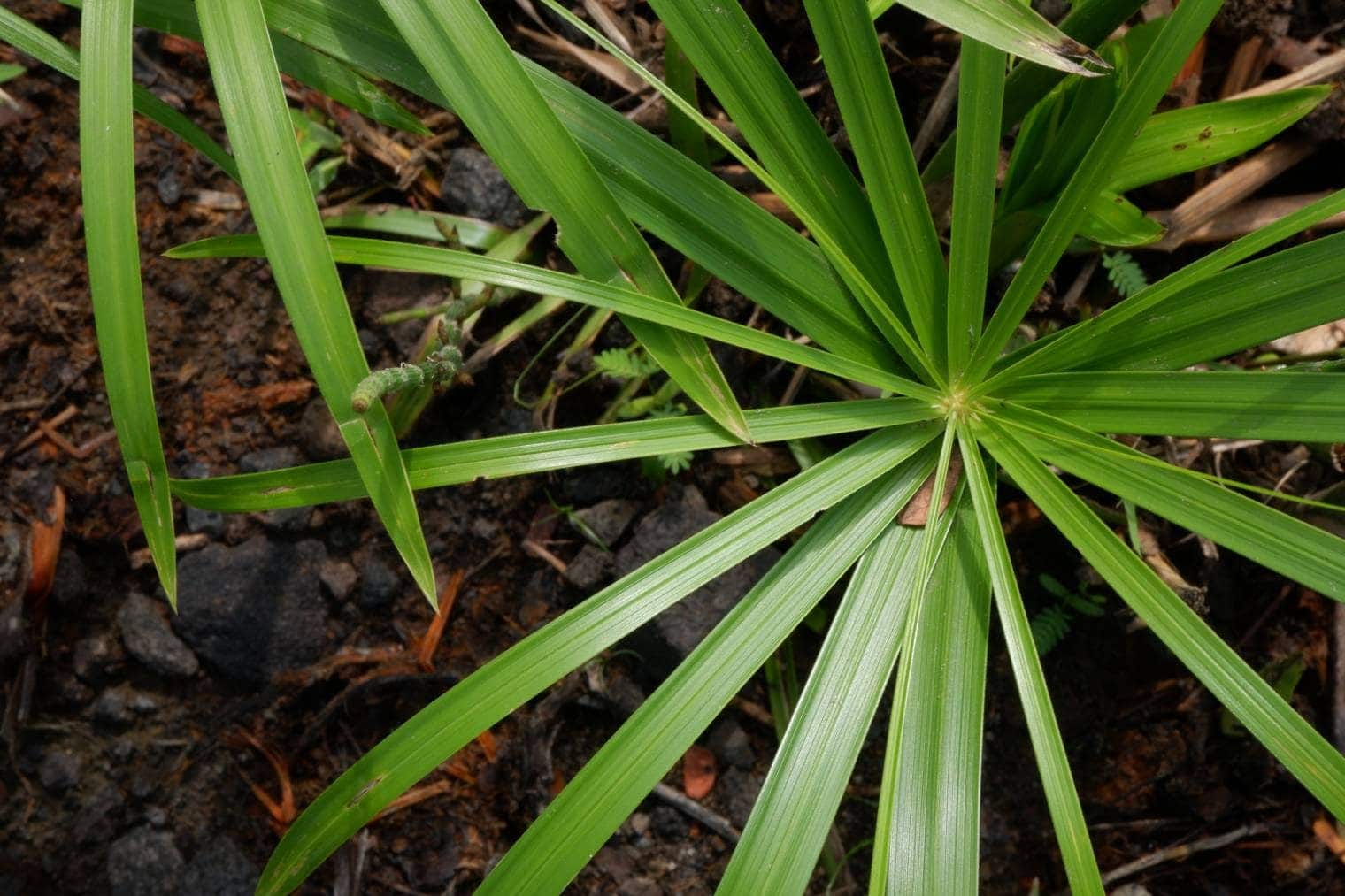 umbrella sedge