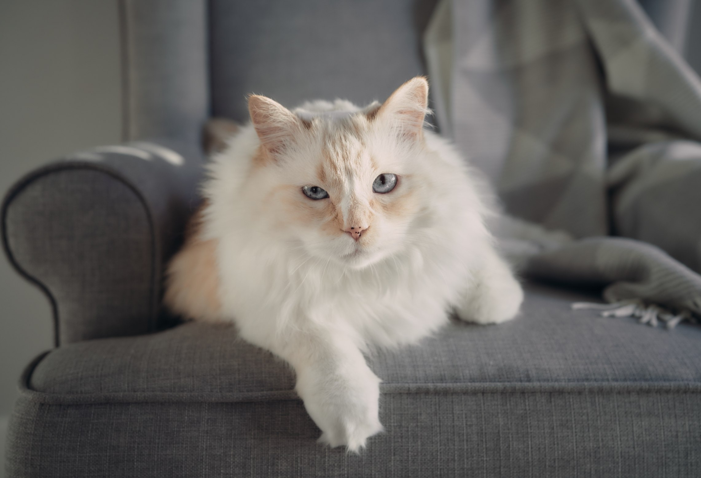 white himalayan persian cat laying on chair hepper