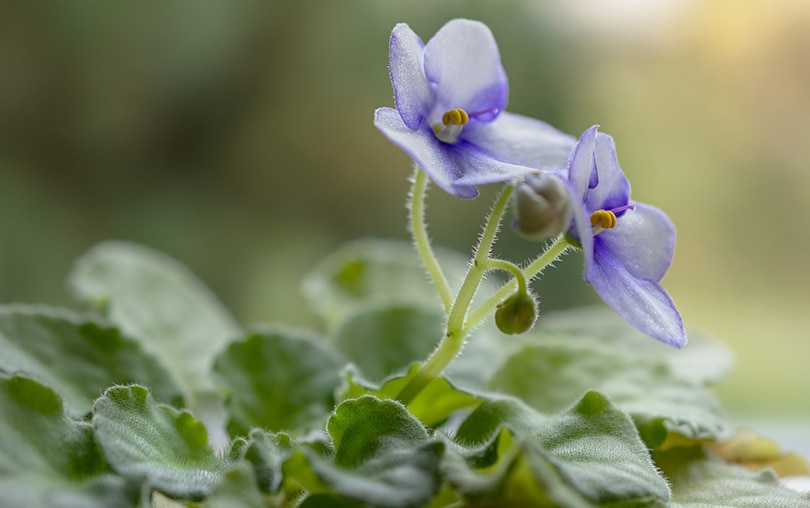 African Violet