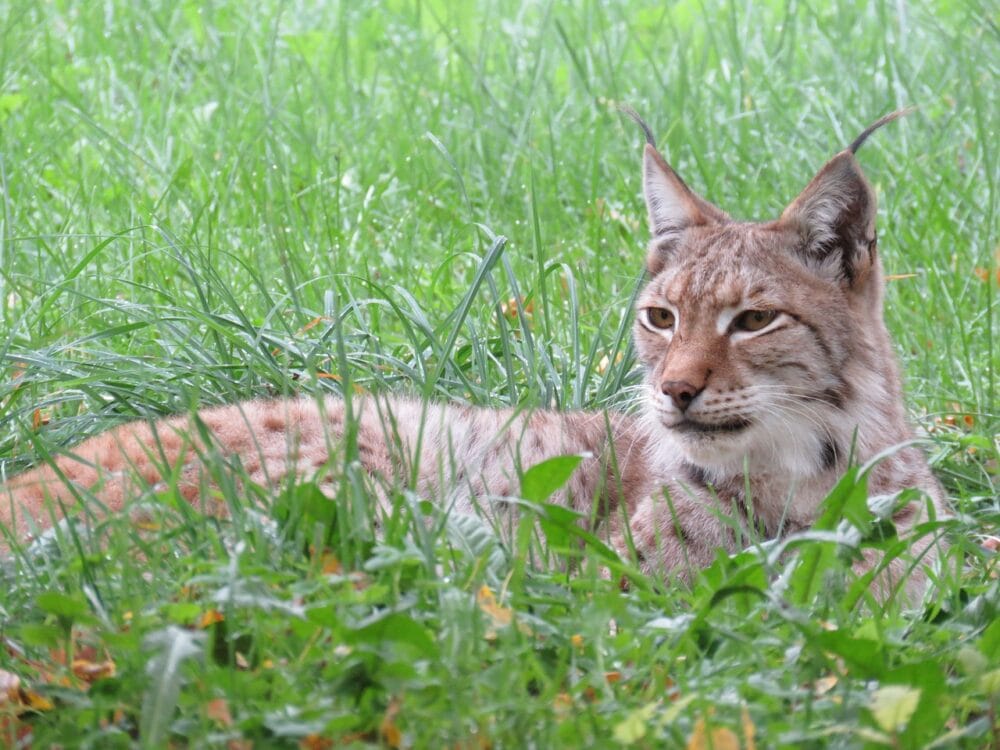 Bobcat